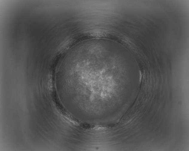 X0000067850696200604201308