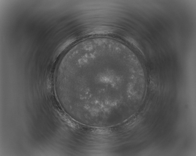 X0000067850874200604201305