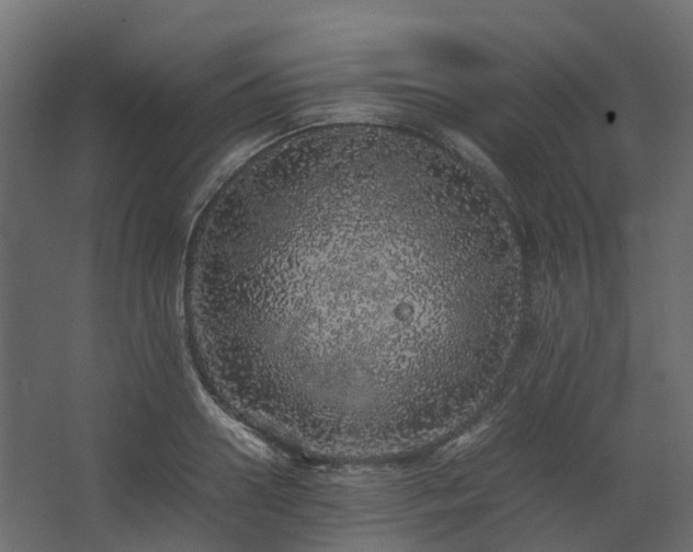 X0000067850938200604201304