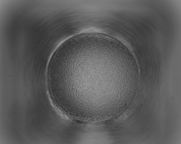 X0000067851008200604201302