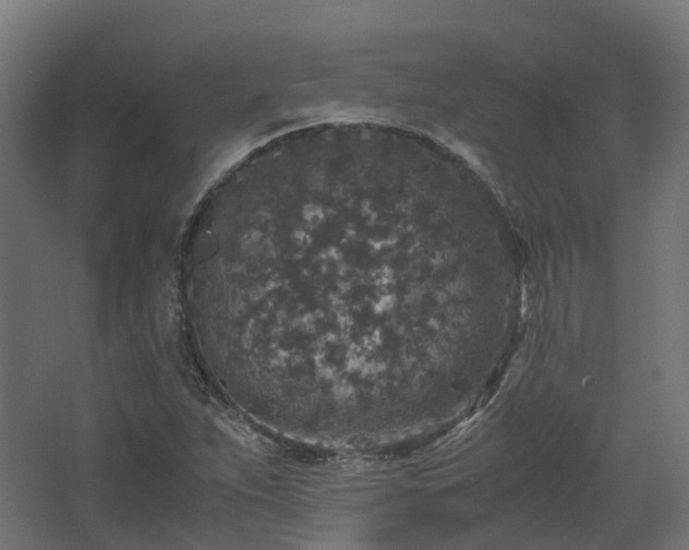 X0000067851263200604201258