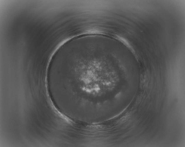 X0000067851331200604201257