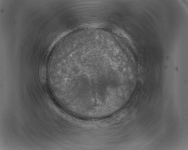 X0000067850012200604271656