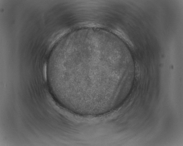 X0000067850014200604271656