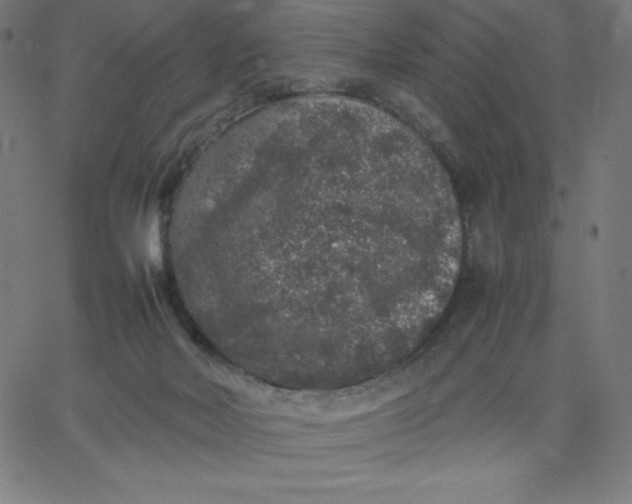 X0000067850026200604271656