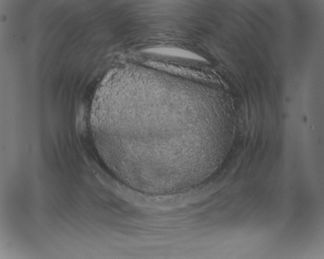 X0000067850038200604271656