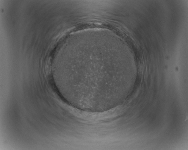 X0000067850043200604271656