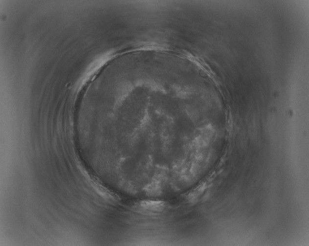 X0000067850055200604271655