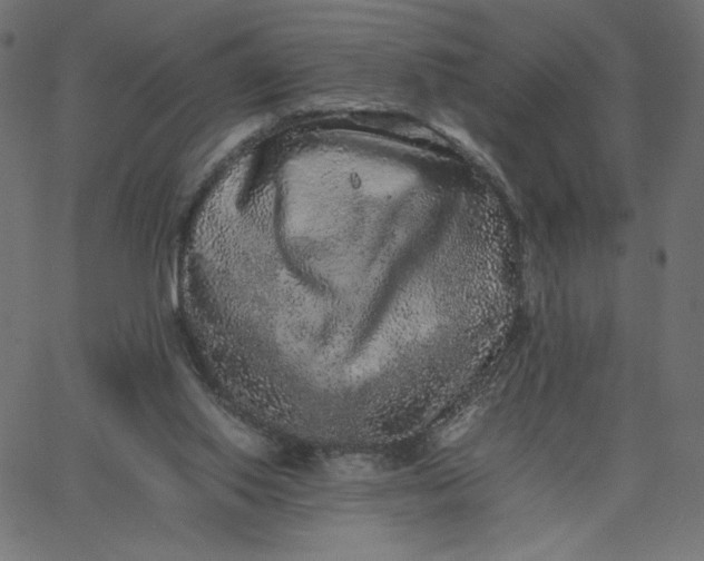 X0000067850062200604271655