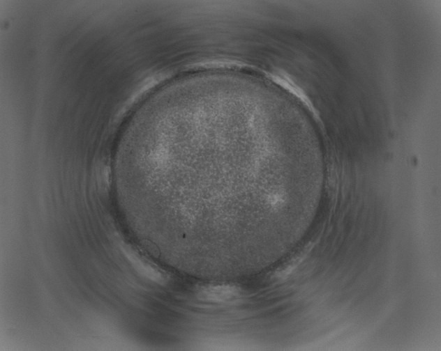 X0000067850063200604271655