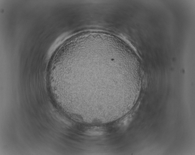 X0000067850151200604271654