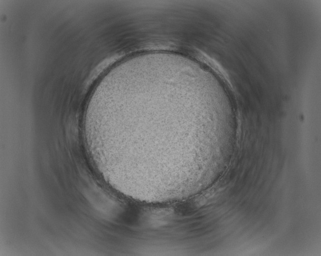 X0000067850155200604271654