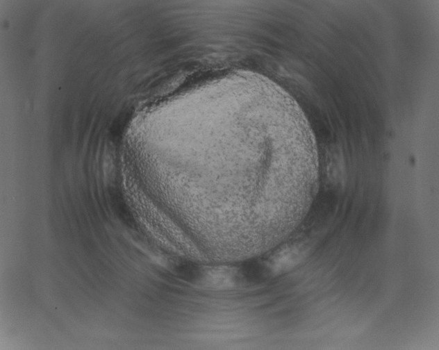 X0000067850226200604271653