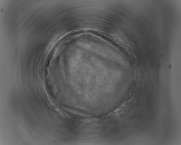 X0000067850241200604271652