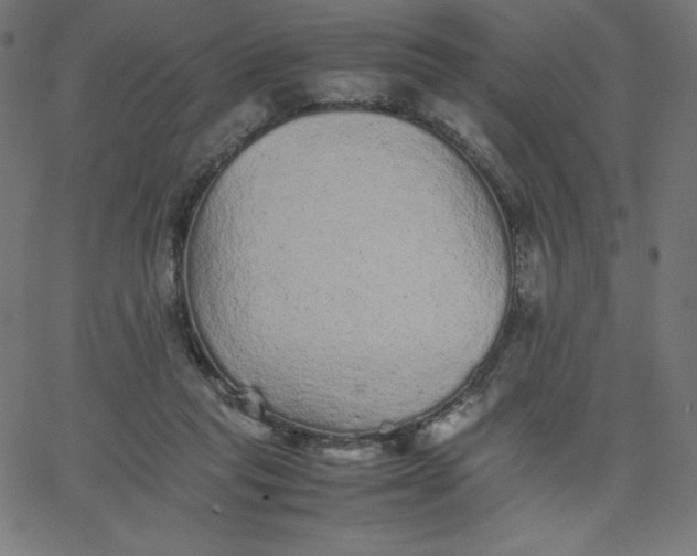 X0000067850261200604271652