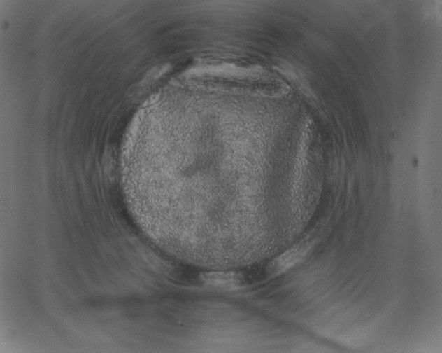 X0000067850273200604271652