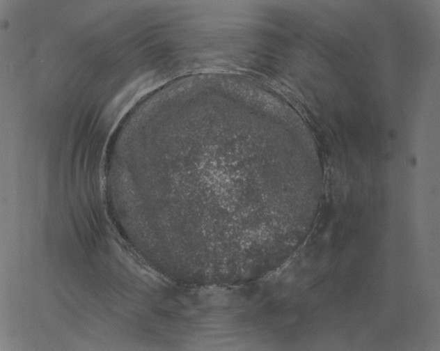 X0000067850290200604271652