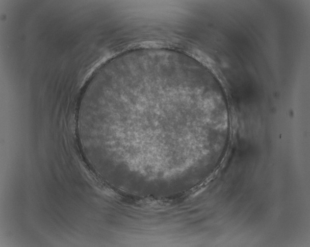 X0000067850297200604271652