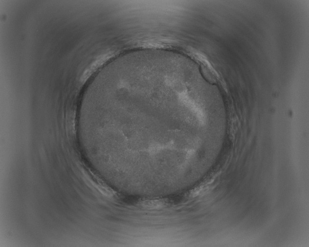 X0000067850299200604271652