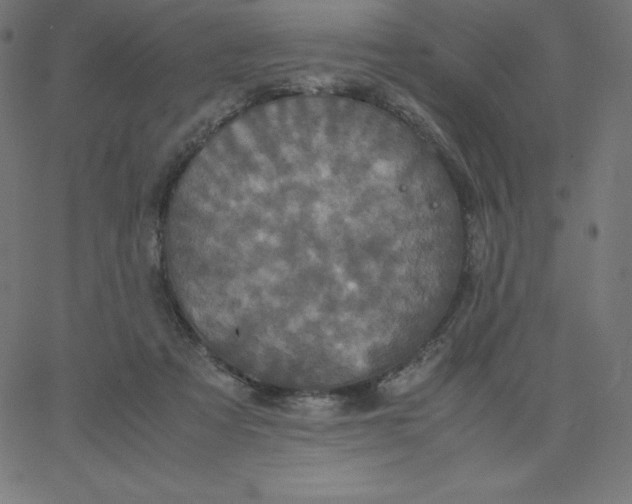 X0000067850313200604271652