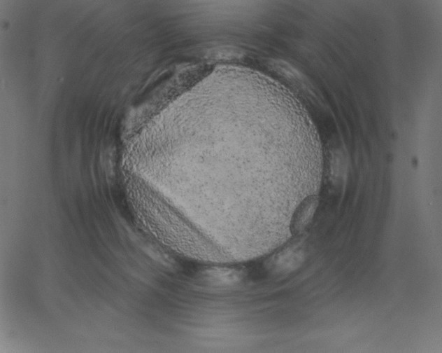 X0000067850326200604271651