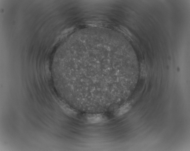 X0000067850377200604271651