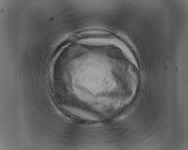 X0000067850433200604271649