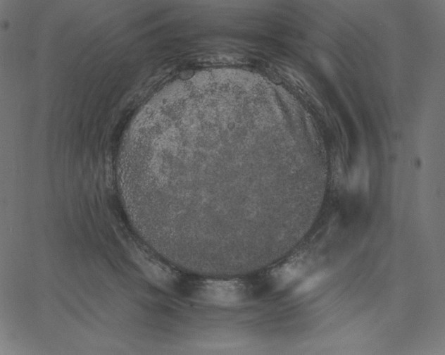 X0000067850457200604271649