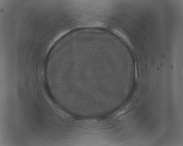 X0000067850483200604271649