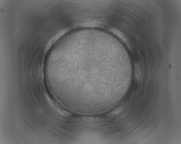 X0000067850486200604271649