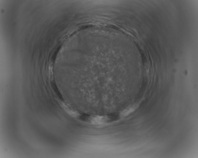 X0000067850527200604271648