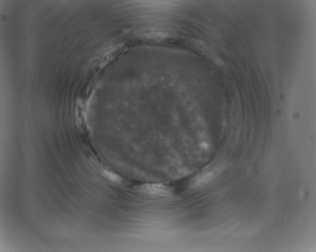 X0000067850528200604271648