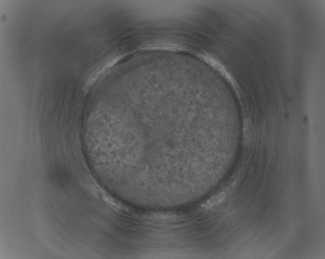 X0000067850529200604271647