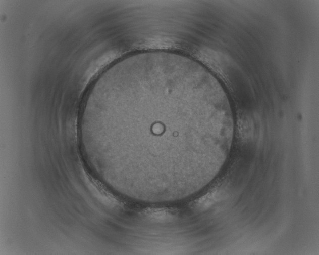 X0000067850534200604271647