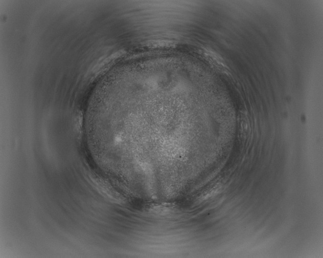 X0000067850550200604271648