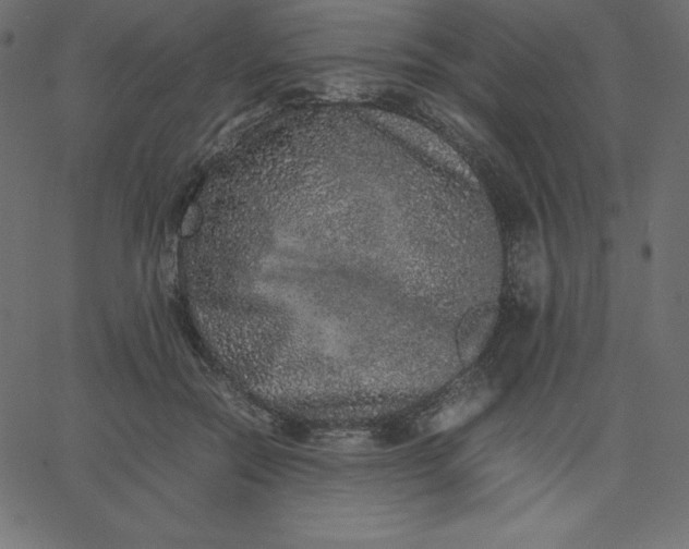 X0000067850554200604271648