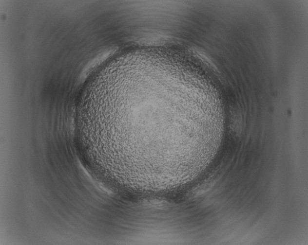 X0000067850586200604271647