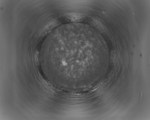 X0000067850650200604271646