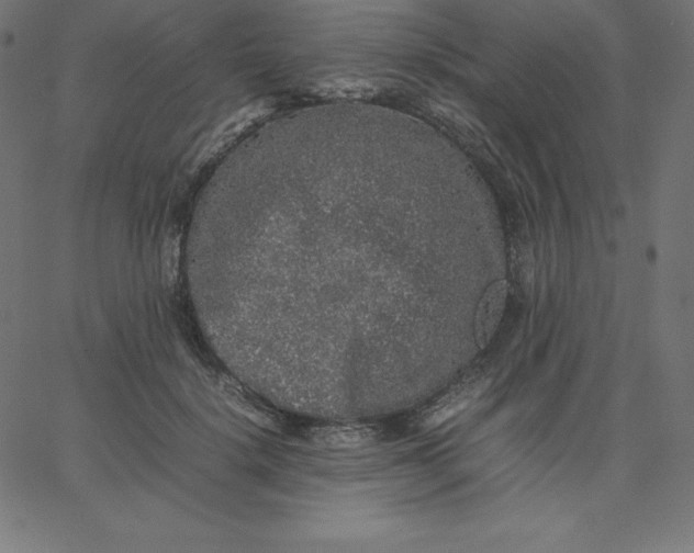 X0000067850652200604271646