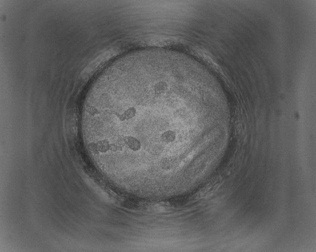 X0000067850683200604271645