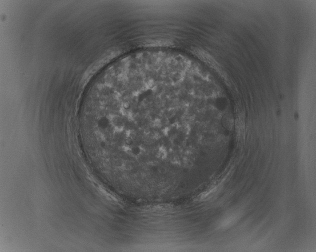 X0000067850721200604271644