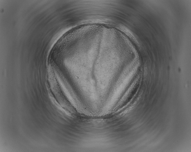 X0000067850844200604271643