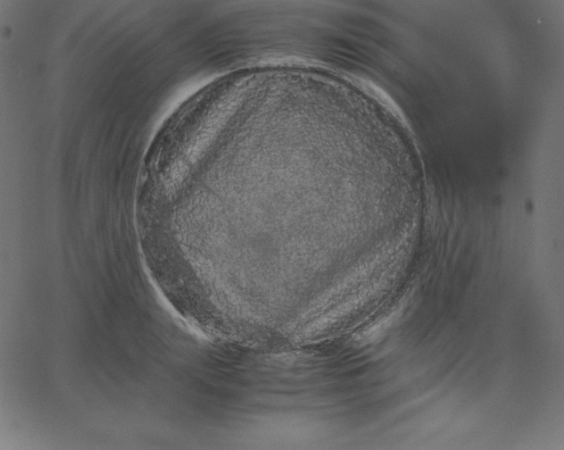 X0000067850847200604271643