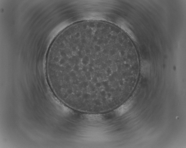 X0000067850856200604271643