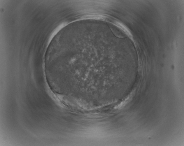 X0000067850907200604271642