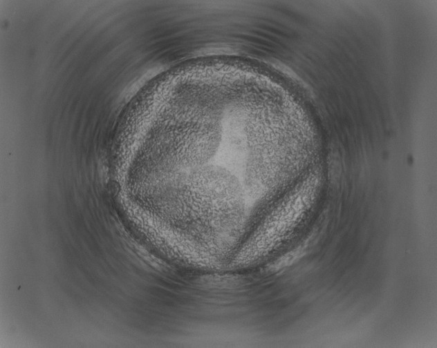 X0000067850929200604271641