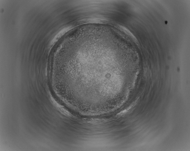 X0000067850938200604271641