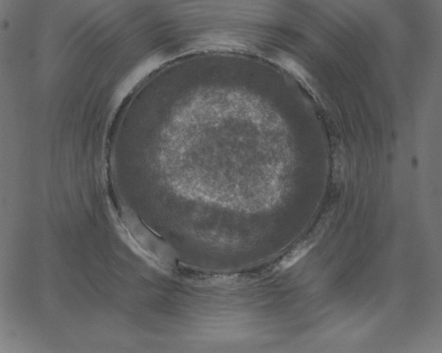 X0000067851038200604271640