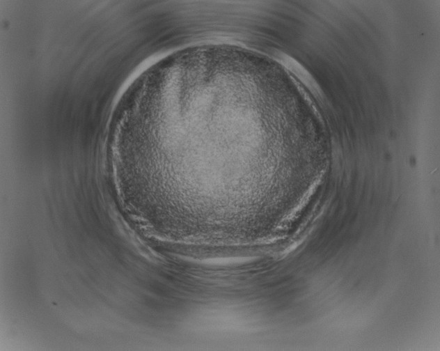 X0000067851052200604271640