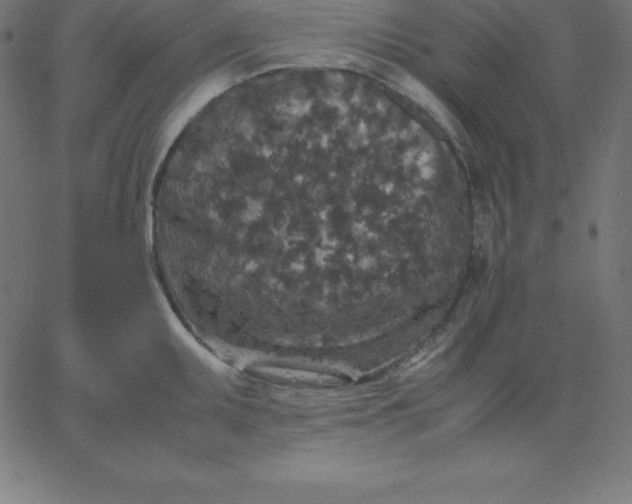 X0000067851095200604271639